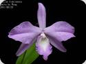 Laelia fidelensis